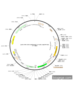 pLV3-CMV-CCDC134(human)-3×FLAG-CopGFP-Puro