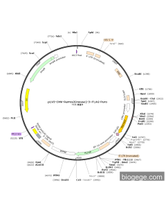 pLV3-CMV-Rarres2(mouse)-3×FLAG-Puro