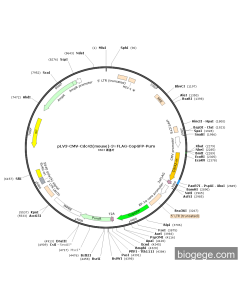 pLV3-CMV-Cdc42(mouse)-3×FLAG-CopGFP-Puro