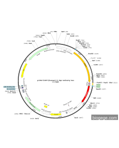 pCMV-ENPP7(human)-3×Myc-mCherry-Neo