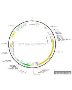 pLV3-CMV-Enpp1(mouse)-3×FLAG-CopGFP-Puro