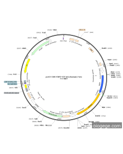 pLV3-CMV-EBFP-EIF4A1(human)-Neo