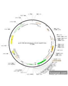 pLV3-CMV-BEX1(human)-3×FLAG-CopGFP-Puro