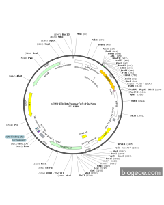 pCMV-PDCD6(human)-8×His-Neo