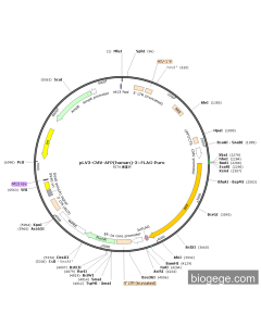 pLV3-CMV-AFP(human)-3×FLAG-Puro