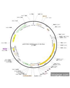 pLV3-CMV-TAP2(human)-3×HA-Puro