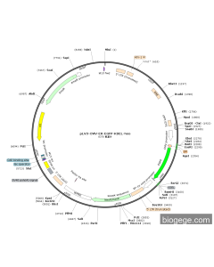 pLV3-CMV-ER-EGFP-KDEL-Neo