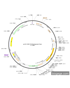 pLV3-CMV-PYCR1(human)-Puro