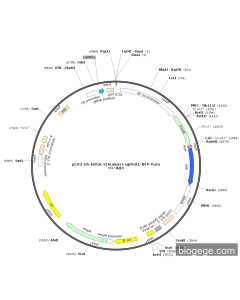 pLV3-U6-EBNA-2(human)-sgRNA1-BFP-Puro
