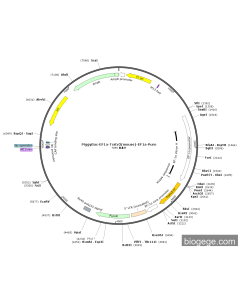 PiggyBac-EF1a-Tcstv3(mouse)-EF1a-Puro