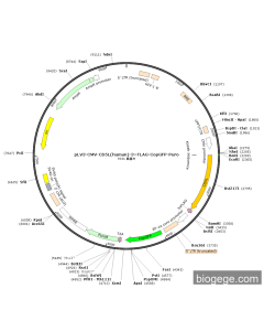 pLV3-CMV-CD5L(human)-3×FLAG-CopGFP-Puro