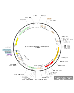 pLV3-CMV-Ctsb(mouse)-mCherry-Puro