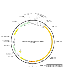 pBiFC-CMV-FLAG-HDAC6(pig)-VN173-Puro
