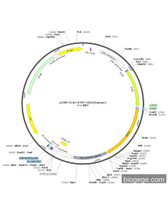 pCMV-FLAG-EYFP-OGG1(human)