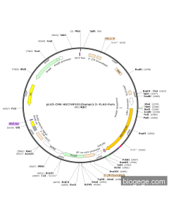 pLV3-CMV-ADCYAP1R1(human)-3×FLAG-Puro