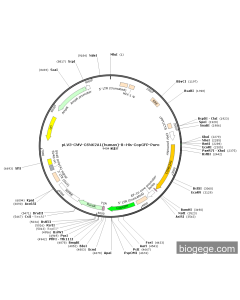 pLV3-CMV-CSNK2A1(human)-8×His-CopGFP-Puro