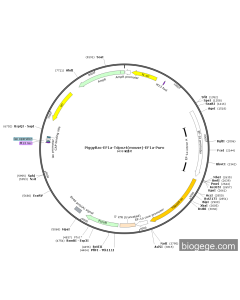 PiggyBac-EF1a-Tdpoz4(mouse)-EF1a-Puro