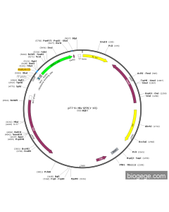 pT7-6×His-GFP(1-10)