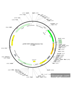 pCMV-EGFP-HSPB1(human)-Neo