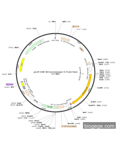 pLV3-CMV-Slc7a11(mouse)-3×FLAG-Puro
