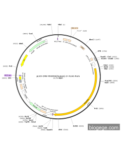 pLV3-CMV-PDGFRA(human)-3×FLAG-Puro