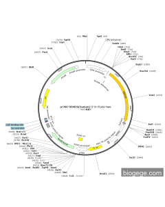 pCMV-RBM39(human)-2-3×FLAG-Neo