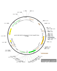 pLV3-CMV-RAET1L(human)-3×FLAG-CopGFP-Puro