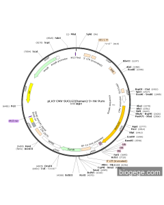 pLV3-CMV-SUCLG2(human)-3×HA-Puro