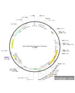 pLV3-CMV-SIRT5(human)-3×HA-Puro