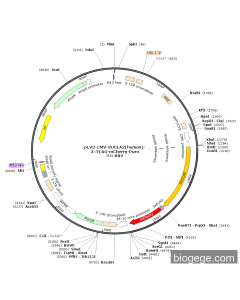 pLV3-CMV-SUCLA2(human)-3×FLAG-mCherry-Puro