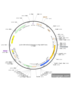 pLV3-CMV-SUCLG1(human)-3×Myc-EBFP-Puro