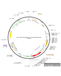 pLV3-CMV-Ccl2(mouse)-3×FLAG-mCherry-Puro