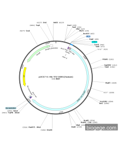 pUC57-6×His-TEV-DDB1(human)