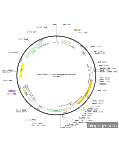 pLV3-CMV-3×FLAG-Anxa1(mouse)-Puro