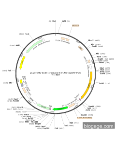 pLV3-CMV-ACAT1(human)-3×FLAG-CopGFP-Puro