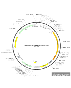 pBiFC-CMV-HA-AURKA(pig)-VC155-Puro