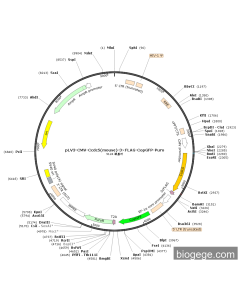 pLV3-CMV-Ccdc5(mouse)-3×FLAG-CopGFP-Puro