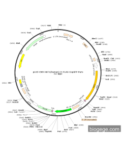 pLV3-CMV-HAT1(human)-3×FLAG-CopGFP-Puro