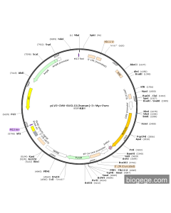 pLV3-CMV-SUCLG1(human)-3×Myc-Puro