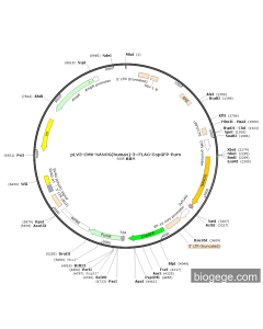 pLV3-CMV-NANOG(human)-3×FLAG-CopGFP-Puro