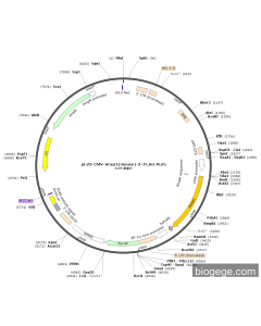 pLV3-CMV-Anxa1(mouse)-3×FLAG-Puro