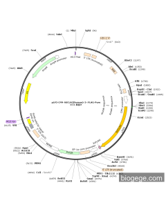 pLV3-CMV-SUCLA2(human)-3×FLAG-Puro