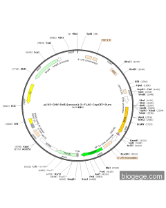 pLV3-CMV-Rell1(mouse)-3×FLAG-CopGFP-Puro