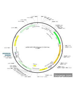 pCMV-EGFP-GPD1(human)-3×FLAG-Neo