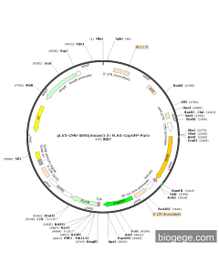 pLV3-CMV-Sirt6(mouse)-3×FLAG-CopGFP-Puro