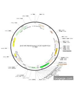 pLV3-CMV-Mix23(mouse)-3×FLAG-CopGFP-Puro