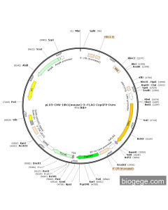 pLV3-CMV-Idh1(mouse)-3×FLAG-CopGFP-Puro