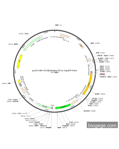 pLV3-CMV-ATG3(human)-EF1a-CopGFP-Puro