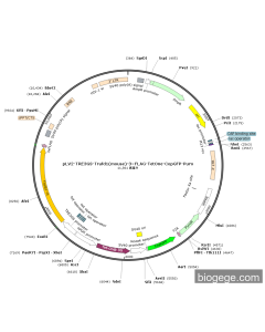pLV2-TRE3GS-Trafd1(mouse)-3×FLAG-TetOne-CopGFP-Puro