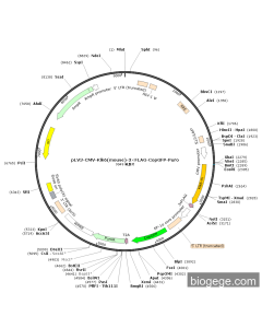 pLV3-CMV-Klk6(mouse)-3×FLAG-CopGFP-Puro